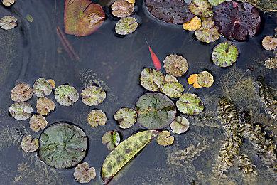 奇幻乙女冒险游戏《花之女王》NS中文版夏季发售
